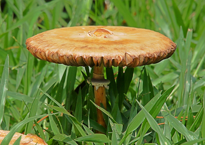 [A light brown vertical stem extends from the thick-blade grass to a circular light brown flat top. The edges of the top are notched and the top is at least a quarter inch thick.]